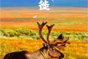 开云体育官网-雄鹿势不可挡，西部震撼全场