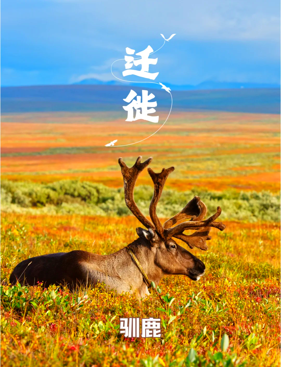 雄鹿势不可挡，西部震撼全场